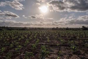 El Niño se intensificará hasta alcanzar su máximo en diciembre, alerta la ONU